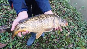 Common Carp