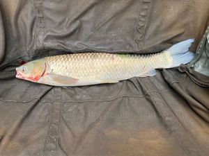 Grass Carp