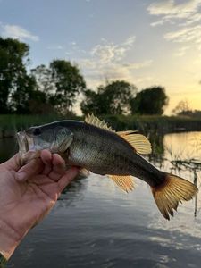 Largemouth Bass