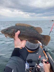 Ballan Wrasse