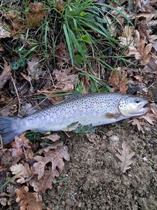 Brown Trout