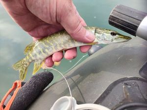 Northern Pike
