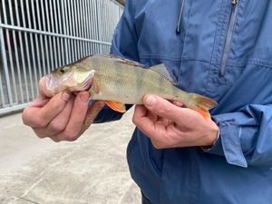 European Perch