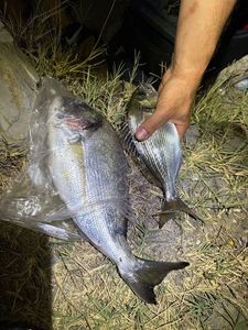 Gilthead Seabream