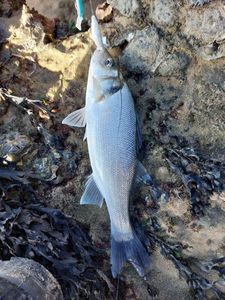 European Bass (Seabass)