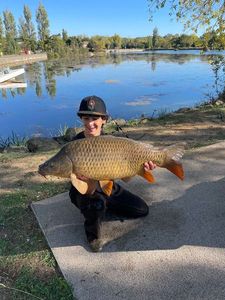 Common Carp