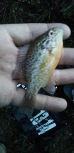 Pumpkinseed