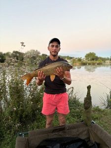 Common Carp