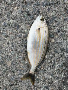 Salema