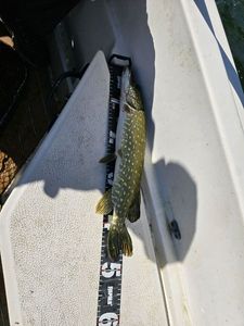 Northern Pike