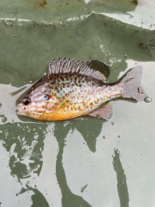 Green Sunfish