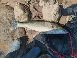 Walleye