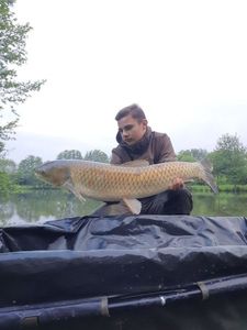 Grass Carp