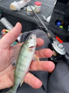 European Perch