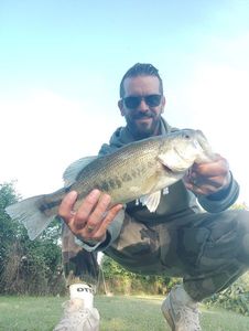 Largemouth Bass