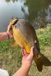 Mirror Carp