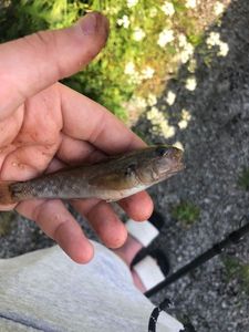 Black Goby