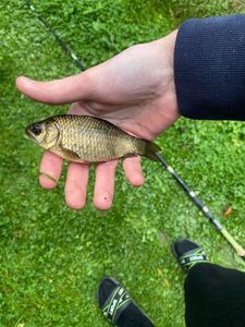 Crucian Carp