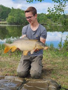 Common Carp