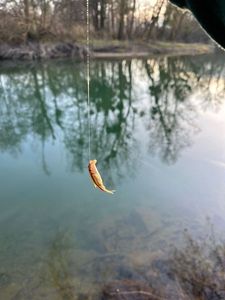 Common Minnow