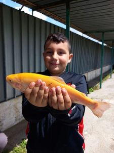 Cutthroat Trout