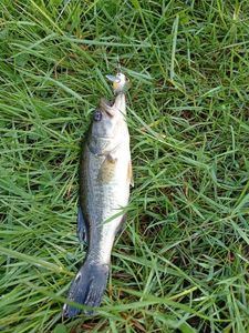 Largemouth Bass