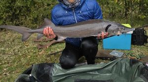 Sturgeon
