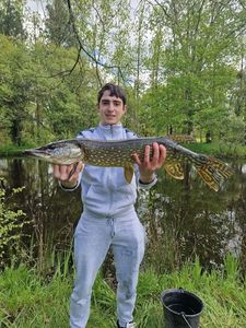 Northern Pike