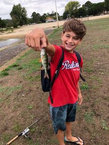 European Perch