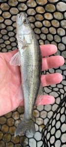 Zander