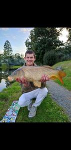 Common Carp