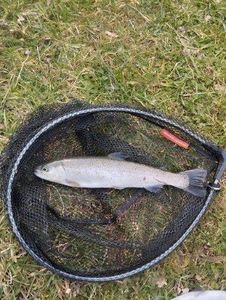 Rainbow Trout