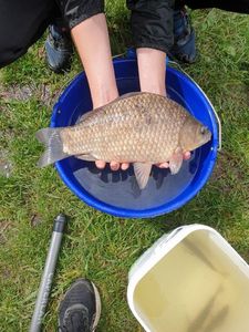 Crucian Carp
