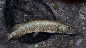 Northern Pike