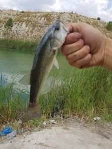 Largemouth Bass