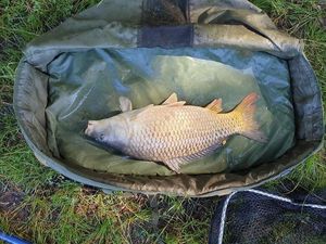 Common Carp