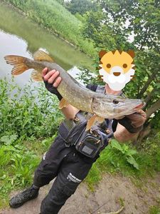 Northern Pike