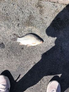 Crucian Carp