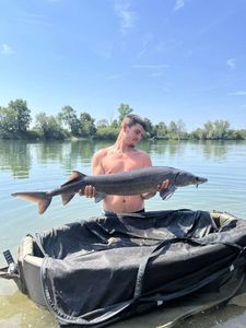 European Sturgeon