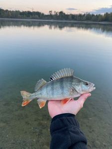 European Perch