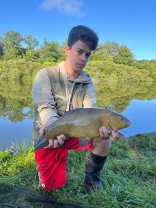 Tench