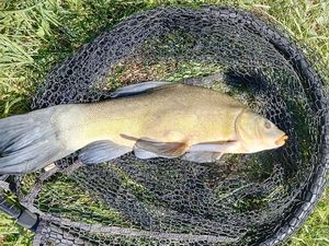 Tench