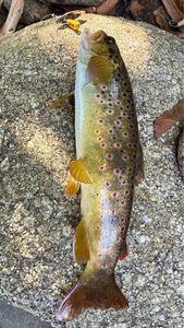 Brown Trout