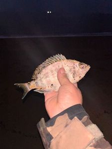 Black Seabream