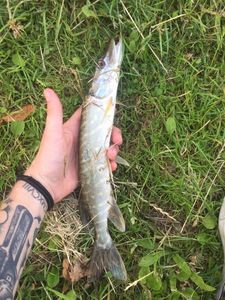 Northern Pike