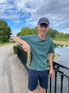 European Perch