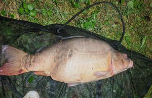 Mirror Carp