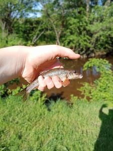 Barbel
