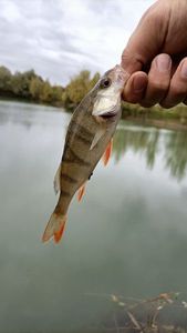 European Perch