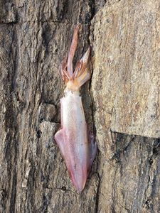 European Squid